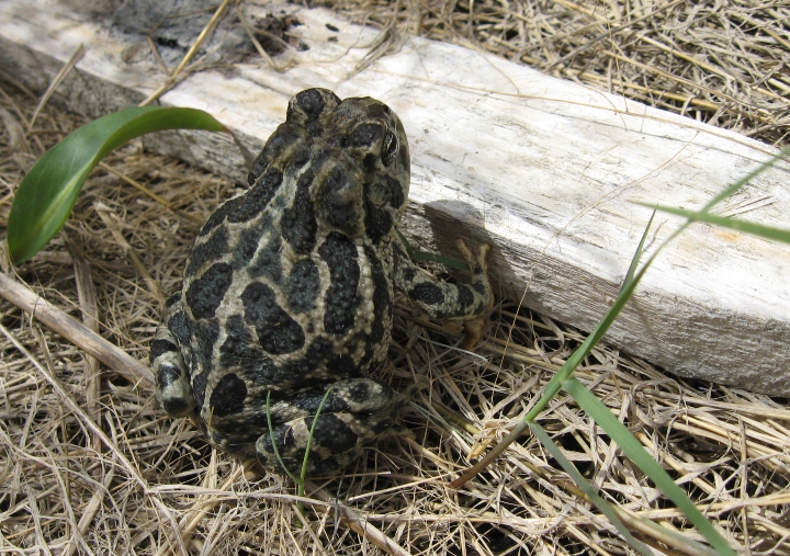 Great Plains Toad